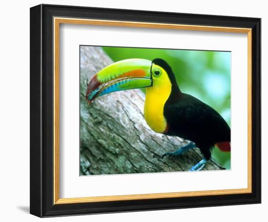 Keel Billed Toucan with a Cicada, Borro Colorado Island, Panama-Christian Ziegler-Framed Photographic Print