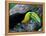 Keel-Billed Tucan with Cicada Approaching Nest, Barro Colorado Island, Panama-Christian Ziegler-Framed Premier Image Canvas