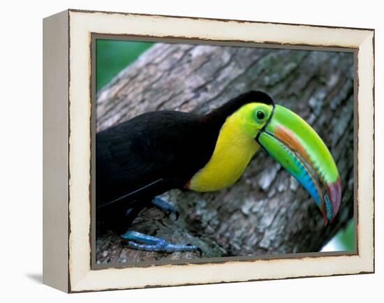 Keel-Billed Tucan with Cicada Approaching Nest, Barro Colorado Island, Panama-Christian Ziegler-Framed Premier Image Canvas