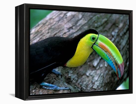 Keel-Billed Tucan with Cicada Approaching Nest, Barro Colorado Island, Panama-Christian Ziegler-Framed Premier Image Canvas