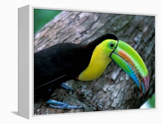 Keel-Billed Tucan with Cicada Approaching Nest, Barro Colorado Island, Panama-Christian Ziegler-Framed Premier Image Canvas