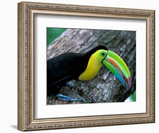 Keel-Billed Tucan with Cicada Approaching Nest, Barro Colorado Island, Panama-Christian Ziegler-Framed Photographic Print