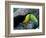 Keel-Billed Tucan with Cicada Approaching Nest, Barro Colorado Island, Panama-Christian Ziegler-Framed Photographic Print