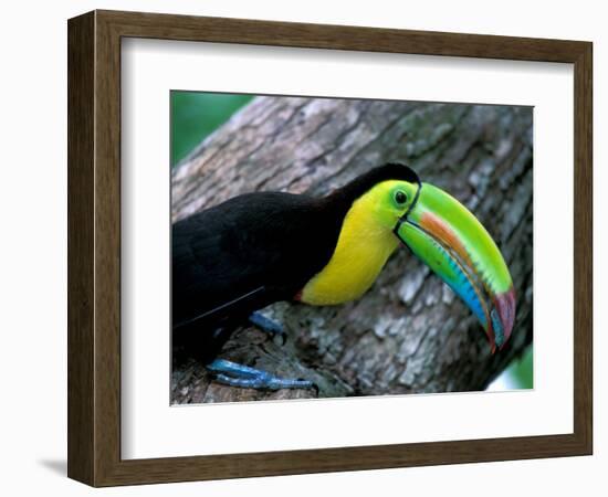 Keel-Billed Tucan with Cicada Approaching Nest, Barro Colorado Island, Panama-Christian Ziegler-Framed Photographic Print