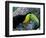 Keel-Billed Tucan with Cicada Approaching Nest, Barro Colorado Island, Panama-Christian Ziegler-Framed Photographic Print