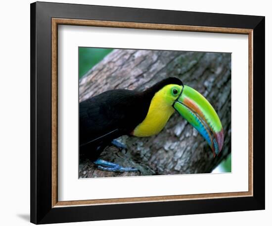 Keel-Billed Tucan with Cicada Approaching Nest, Barro Colorado Island, Panama-Christian Ziegler-Framed Photographic Print