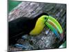 Keel-Billed Tucan with Cicada Approaching Nest, Barro Colorado Island, Panama-Christian Ziegler-Mounted Photographic Print