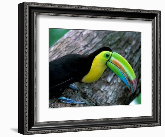 Keel-Billed Tucan with Cicada Approaching Nest, Barro Colorado Island, Panama-Christian Ziegler-Framed Photographic Print