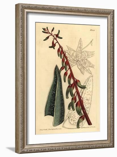 Keeled Gasteria, Gasteria Carinata-Sydenham Teast Edwards-Framed Giclee Print