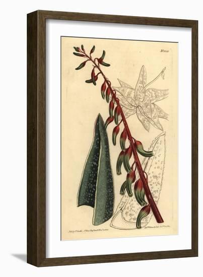 Keeled Gasteria, Gasteria Carinata-Sydenham Teast Edwards-Framed Giclee Print