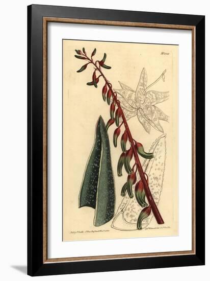 Keeled Gasteria, Gasteria Carinata-Sydenham Teast Edwards-Framed Giclee Print