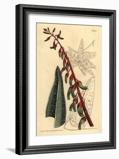 Keeled Gasteria, Gasteria Carinata-Sydenham Teast Edwards-Framed Giclee Print