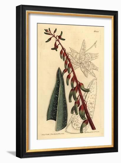 Keeled Gasteria, Gasteria Carinata-Sydenham Teast Edwards-Framed Giclee Print