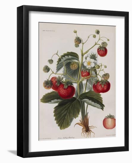 Keen's Strawberry Seedling-null-Framed Giclee Print