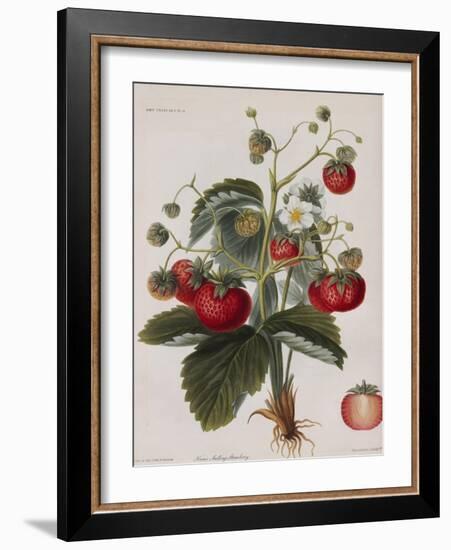 Keen's Strawberry Seedling-null-Framed Giclee Print