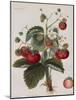 Keen's Strawberry Seedling-null-Mounted Giclee Print