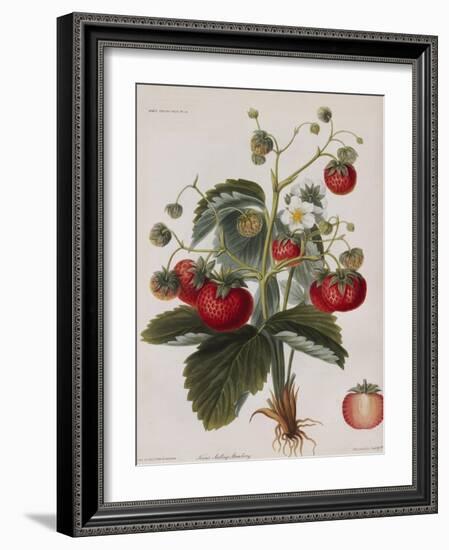 Keen's Strawberry Seedling-null-Framed Giclee Print