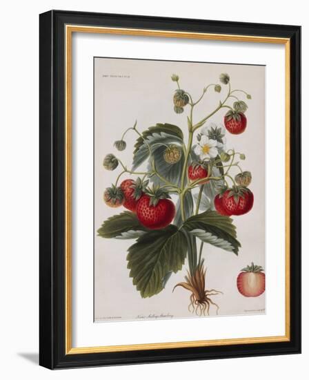 Keen's Strawberry Seedling-null-Framed Giclee Print