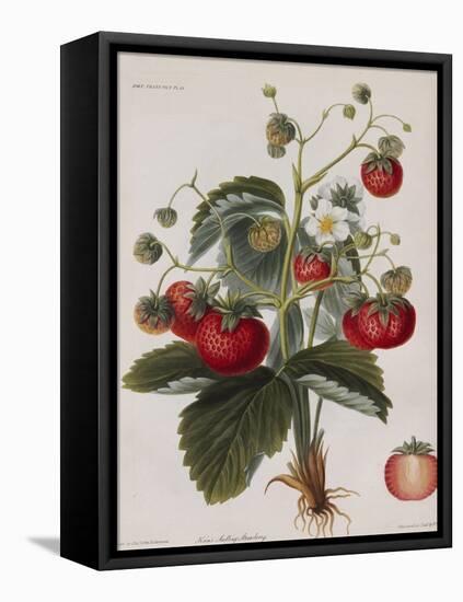 Keen's Strawberry Seedling-null-Framed Premier Image Canvas