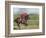 Keenland Horse Race Track, Lexington, Kentucky, USA-Michele Molinari-Framed Photographic Print