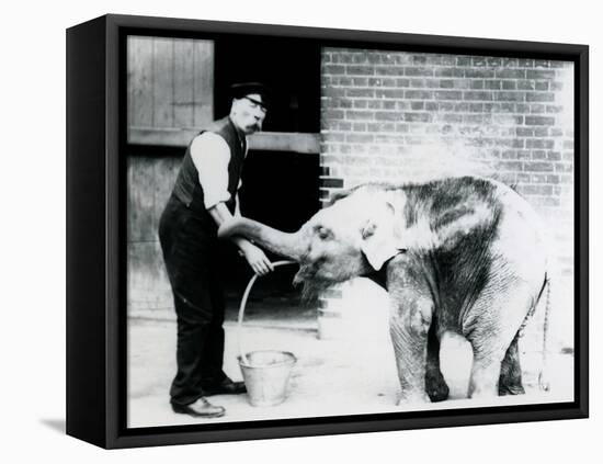 Keeper Charles Eyles Feeding a Baby Asian Elephant with a Tube, at London Zoo in 1913-Frederick William Bond-Framed Premier Image Canvas