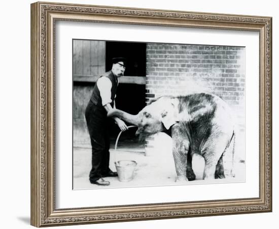 Keeper Charles Eyles Feeding a Baby Asian Elephant with a Tube, at London Zoo in 1913-Frederick William Bond-Framed Photographic Print