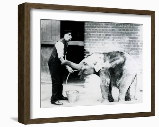 Keeper Charles Eyles Feeding a Baby Asian Elephant with a Tube, at London Zoo in 1913-Frederick William Bond-Framed Photographic Print