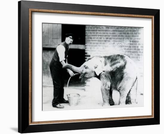 Keeper Charles Eyles Feeding a Baby Asian Elephant with a Tube, at London Zoo in 1913-Frederick William Bond-Framed Photographic Print