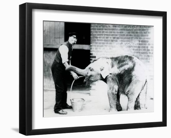 Keeper Charles Eyles Feeding a Baby Asian Elephant with a Tube, at London Zoo in 1913-Frederick William Bond-Framed Photographic Print