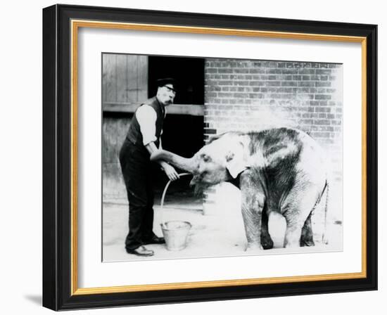 Keeper Charles Eyles Feeding a Baby Asian Elephant with a Tube, at London Zoo in 1913-Frederick William Bond-Framed Photographic Print