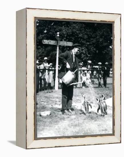 Keeper, Ernie Sceales, Gives Three Penguins a Shower from a Watering Can, London Zoo, 1919-Frederick William Bond-Framed Premier Image Canvas