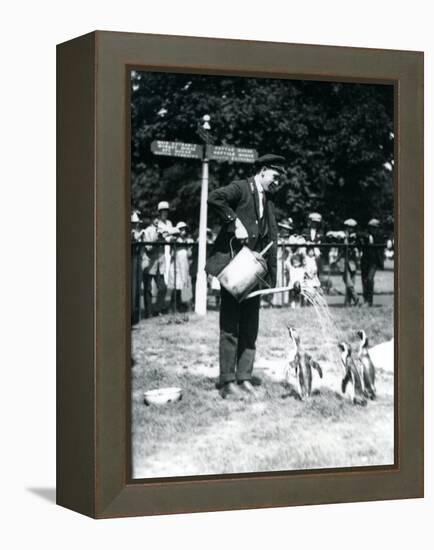 Keeper, Ernie Sceales, Gives Three Penguins a Shower from a Watering Can, London Zoo, 1919-Frederick William Bond-Framed Premier Image Canvas