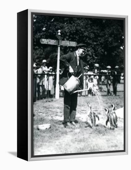 Keeper, Ernie Sceales, Gives Three Penguins a Shower from a Watering Can, London Zoo, 1919-Frederick William Bond-Framed Premier Image Canvas