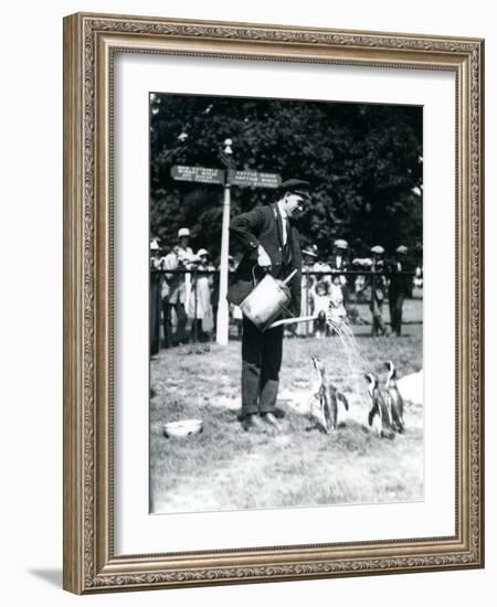 Keeper, Ernie Sceales, Gives Three Penguins a Shower from a Watering Can, London Zoo, 1919-Frederick William Bond-Framed Photographic Print