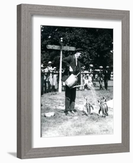 Keeper, Ernie Sceales, Gives Three Penguins a Shower from a Watering Can, London Zoo, 1919-Frederick William Bond-Framed Photographic Print