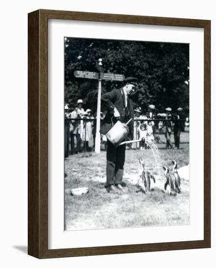 Keeper, Ernie Sceales, Gives Three Penguins a Shower from a Watering Can, London Zoo, 1919-Frederick William Bond-Framed Photographic Print