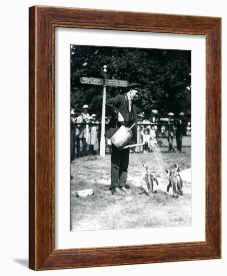 Keeper, Ernie Sceales, Gives Three Penguins a Shower from a Watering Can, London Zoo, 1919-Frederick William Bond-Framed Photographic Print