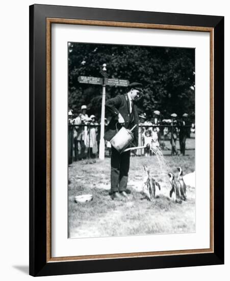 Keeper, Ernie Sceales, Gives Three Penguins a Shower from a Watering Can, London Zoo, 1919-Frederick William Bond-Framed Photographic Print