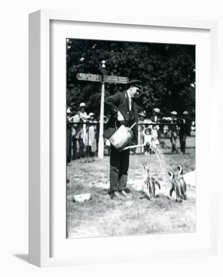 Keeper, Ernie Sceales, Gives Three Penguins a Shower from a Watering Can, London Zoo, 1919-Frederick William Bond-Framed Photographic Print