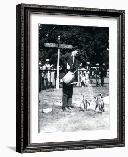 Keeper, Ernie Sceales, Gives Three Penguins a Shower from a Watering Can, London Zoo, 1919-Frederick William Bond-Framed Photographic Print