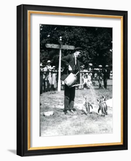 Keeper, Ernie Sceales, Gives Three Penguins a Shower from a Watering Can, London Zoo, 1919-Frederick William Bond-Framed Photographic Print