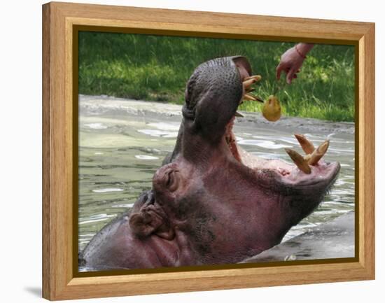 Keeper Feeds a Hippopotamus at the Kiev's Zoo, Ukraine-null-Framed Premier Image Canvas