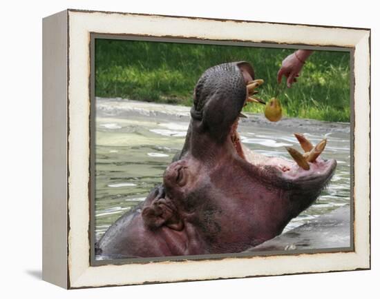 Keeper Feeds a Hippopotamus at the Kiev's Zoo, Ukraine-null-Framed Premier Image Canvas