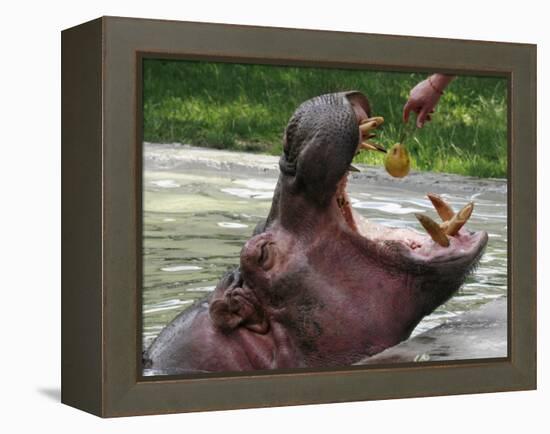 Keeper Feeds a Hippopotamus at the Kiev's Zoo, Ukraine-null-Framed Premier Image Canvas