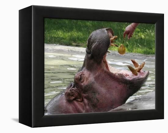 Keeper Feeds a Hippopotamus at the Kiev's Zoo, Ukraine-null-Framed Premier Image Canvas