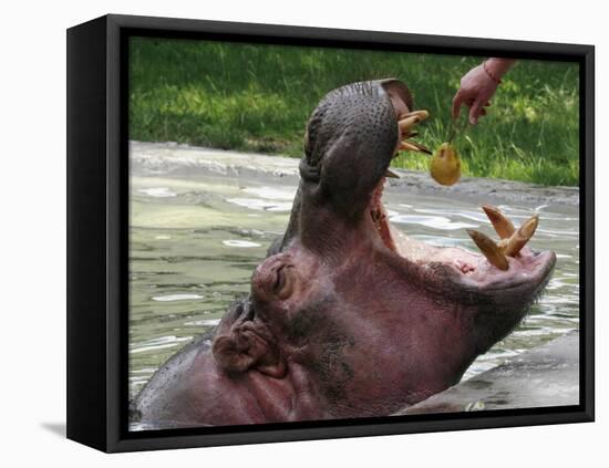 Keeper Feeds a Hippopotamus at the Kiev's Zoo, Ukraine-null-Framed Premier Image Canvas