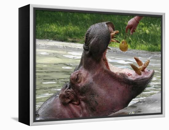 Keeper Feeds a Hippopotamus at the Kiev's Zoo, Ukraine-null-Framed Premier Image Canvas