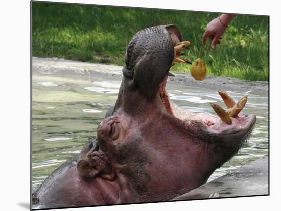 Keeper Feeds a Hippopotamus at the Kiev's Zoo, Ukraine-null-Mounted Photographic Print