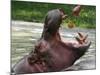Keeper Feeds a Hippopotamus at the Kiev's Zoo, Ukraine-null-Mounted Photographic Print