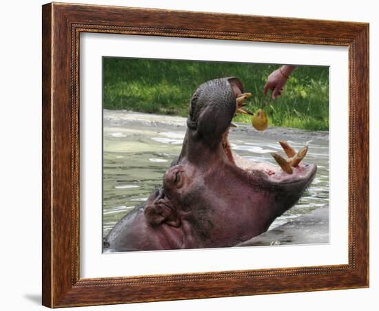 Keeper Feeds a Hippopotamus at the Kiev's Zoo, Ukraine-null-Framed Photographic Print